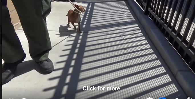 Surrendered Chi goes into heartbreaking panic as her family leaves shelter