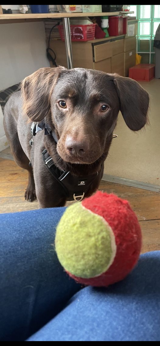Coco the dog