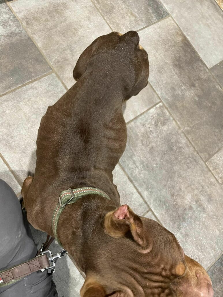 cocoa-dog-3-773x1030-1