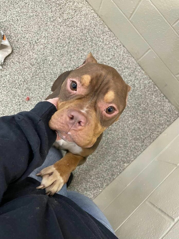 Starving pup found tied to tree with her bowls and bag of food now receiving life saving help