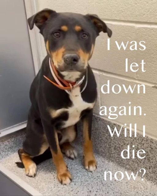 Sweet young dog let down by humans over and over and today he is scheduled to be euth’ed