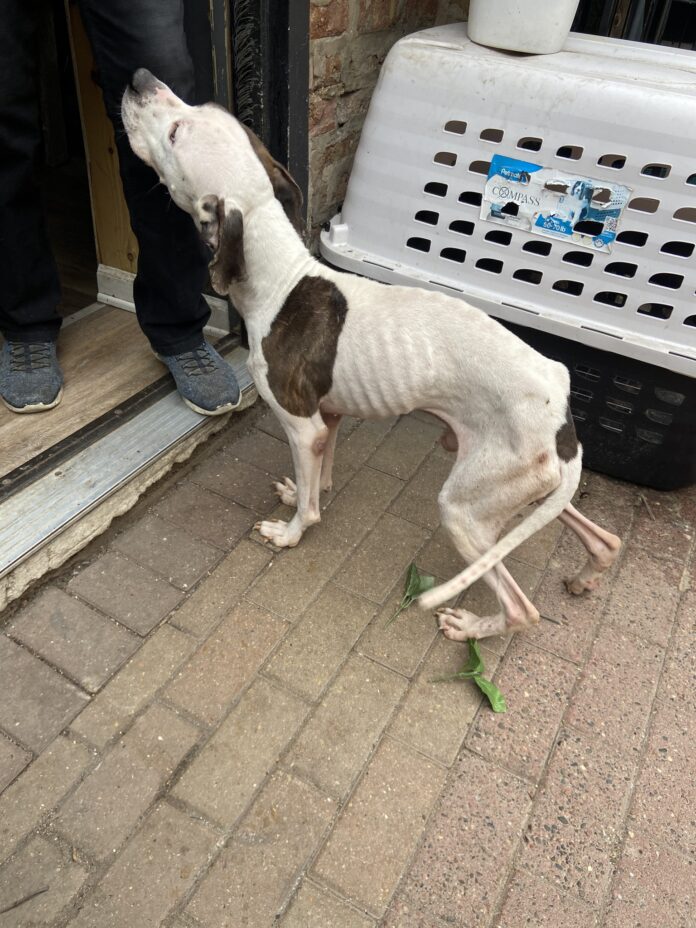 Emaciated and tortured puppy left tied to a pole outside of convenience store fighting for his life