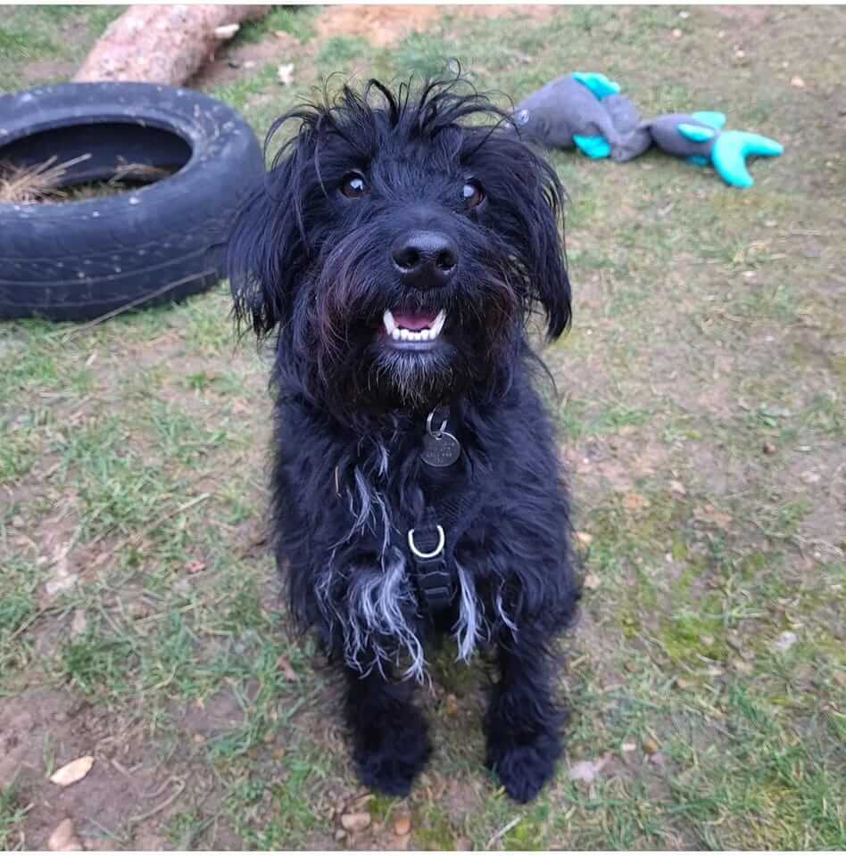 Sweet dog who lived at shelter nearly his entire life thought he had found a home until his heart broke