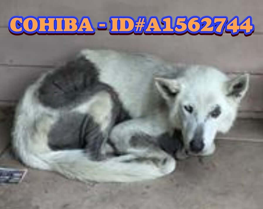 Adopted from the shelter as a puppy ‘Cohiba’ is back after left tied up on abandoned property six years later