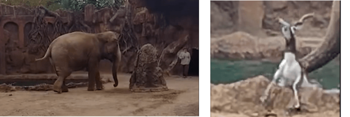 Zoo caretaker rescues drowning antelope after elephant alerts him