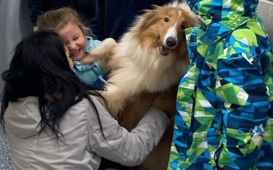Collie reunited with family after having been stolen by hoarders 7 months ago