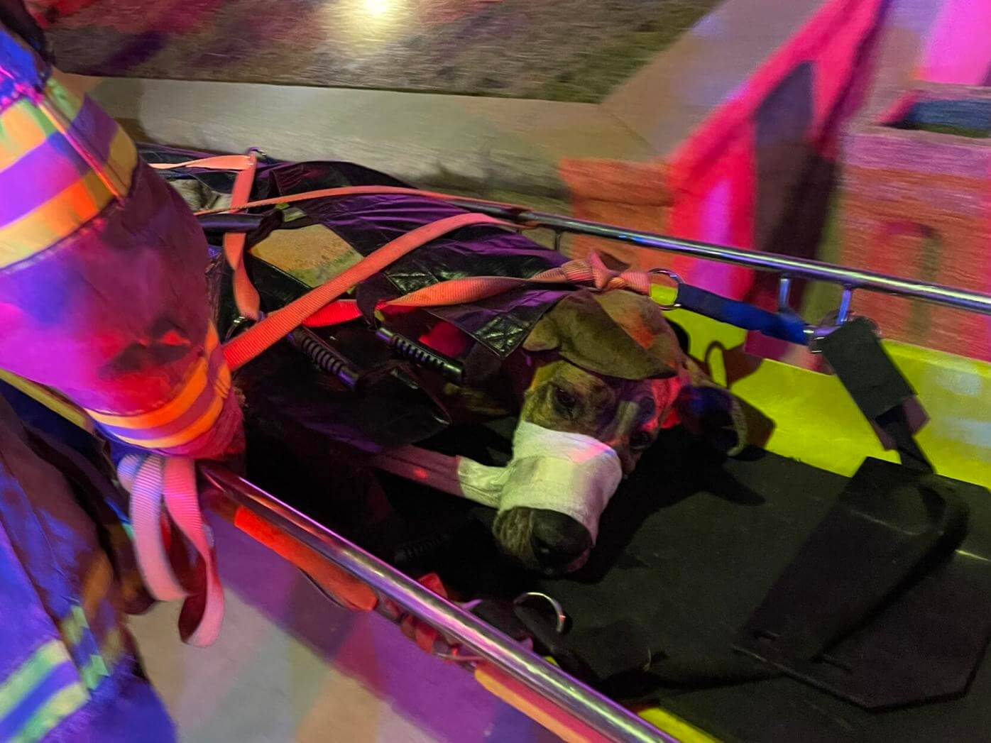 Colorado Springs firefighters rescue Great Dane who jumped off a 5-story parking garage