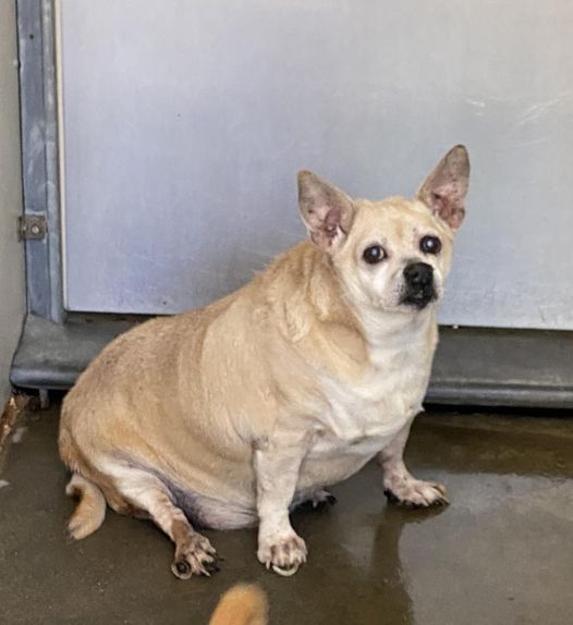Confiscated abandoned and obese senior deserves better than to die at overcrowded California shelter