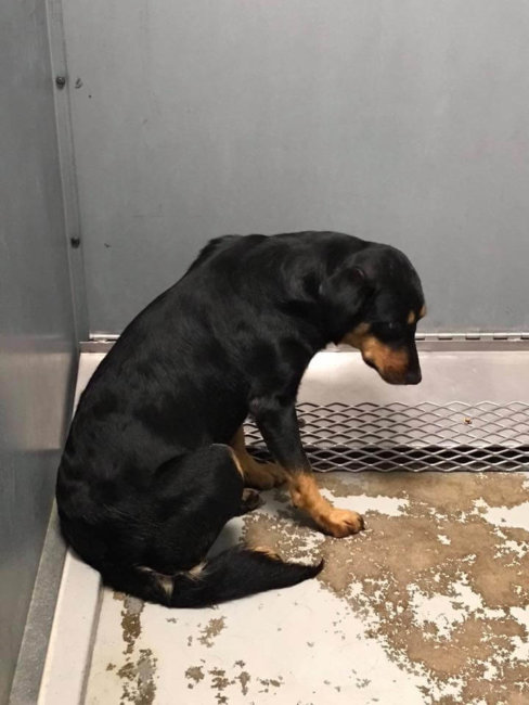 Broken-hearted Rottweiler crushed in fear at Texas shelter