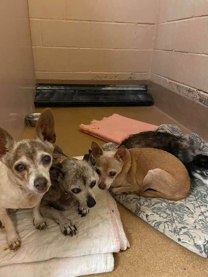 Contra Costa Animal Services respond to 75 dogs and 25 cats hoarding situation