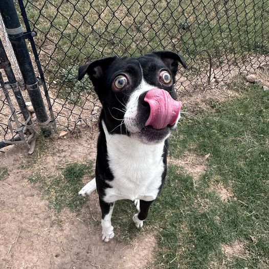 Two-year-old blind Boxer adopted and returned to shelter in one week now in dire need of help