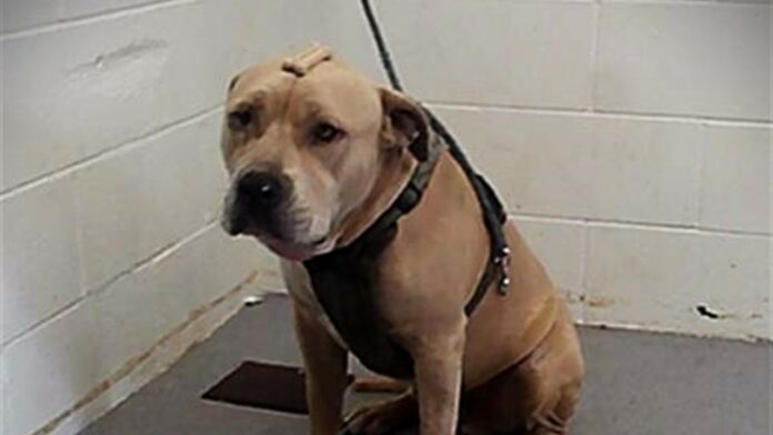 Sweetest dog sat with cookie on his head and loved affection but is already on euth’ list