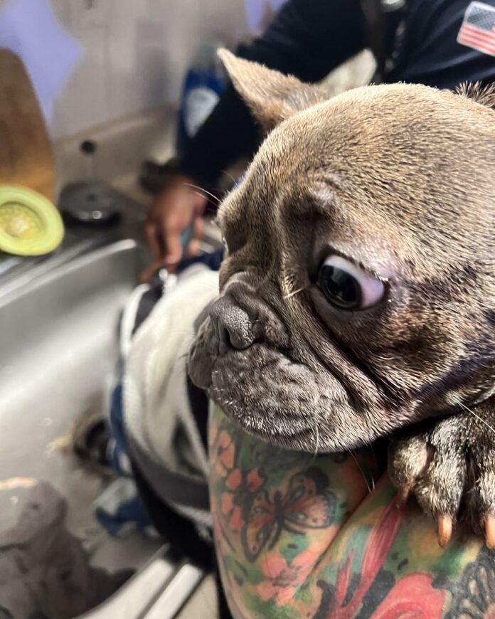 French bulldog rescued after her paw got caught in sink drain during bath