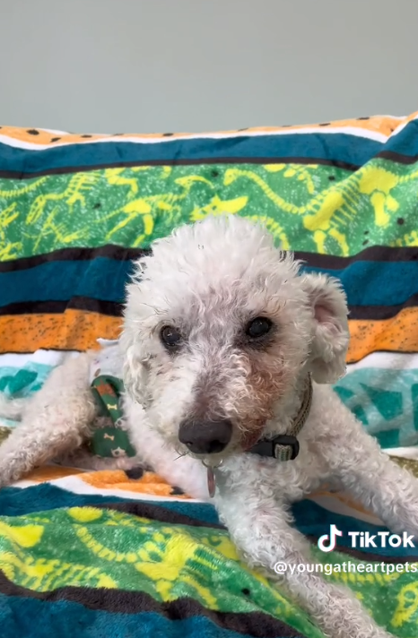 22-year-old poodle ‘Cooper’ whose owner died hoping to find someone to love again