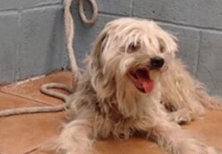 cooper-maltese-1