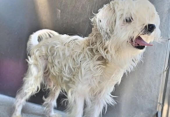 Tiny blind senior Cooper needs out of shelter as our hearts are breaking