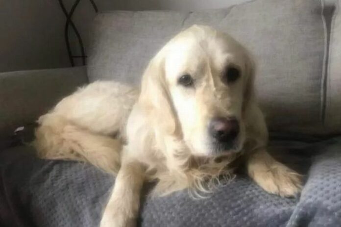 Golden retriever ran away from new home and walked 40 miles to former home who sent him to a shelter