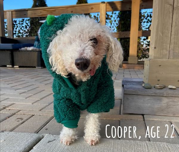 Cooper: Senior poodle mix defies odds, wags his way to 23rd birthday