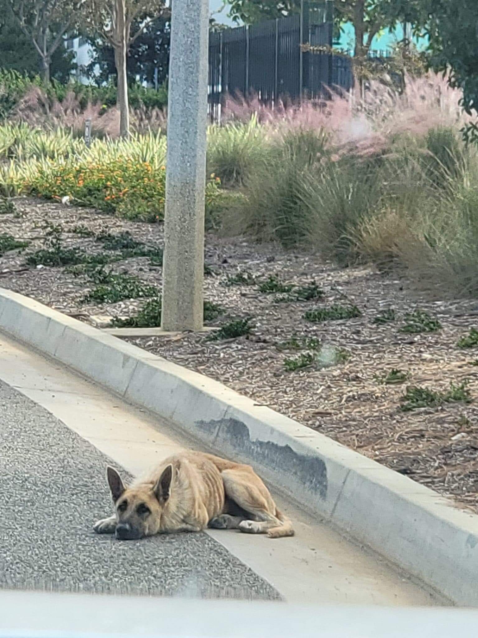 Tossed away like trash while suffering, help came her way before it was too late