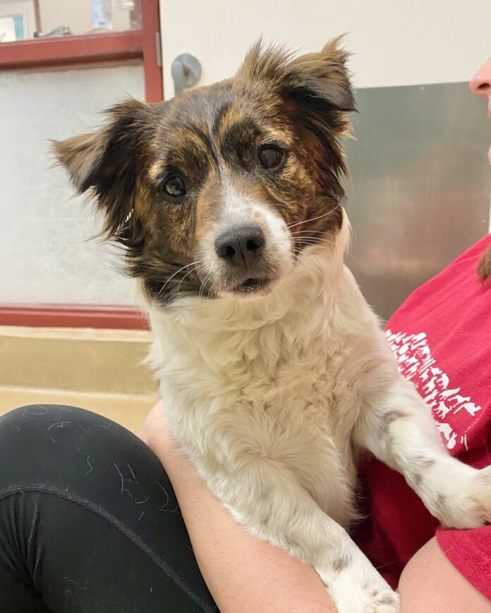 Mini pooch surrendered to shelter for killing a chicken