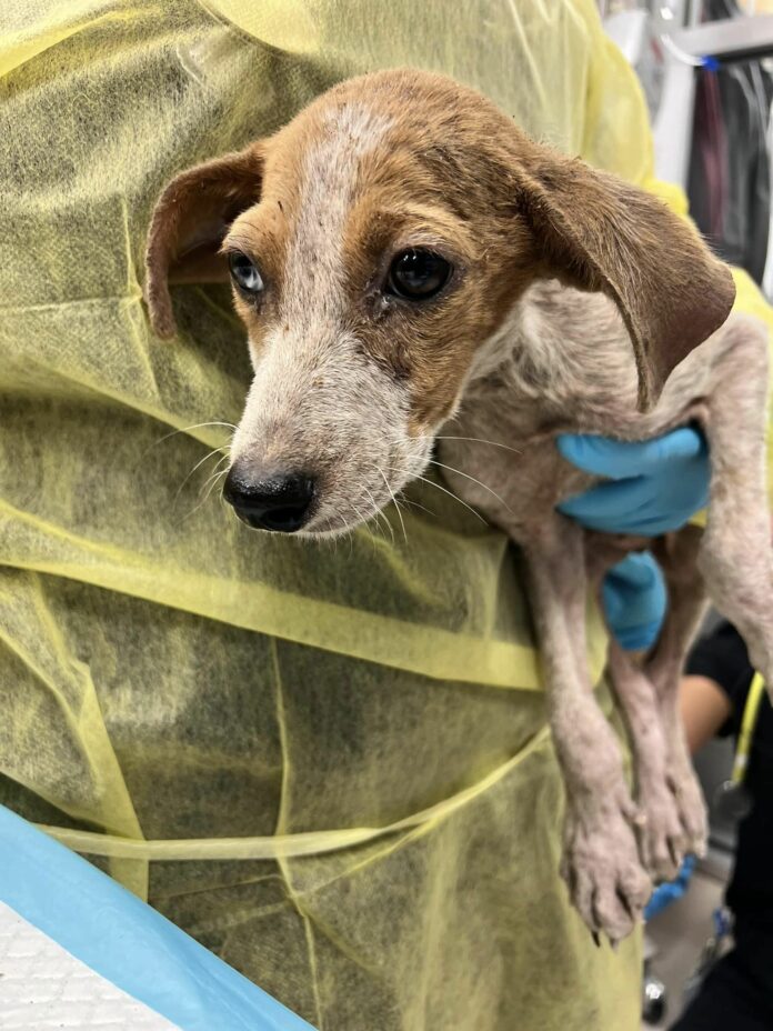 Young puppy traumatized with leg fractures rushed for emergency help after Good Samaritan found him lying in the street