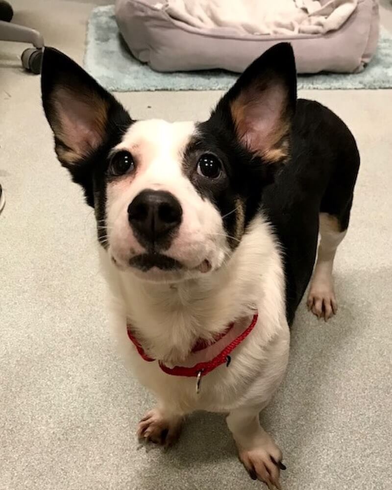 Corgi porta