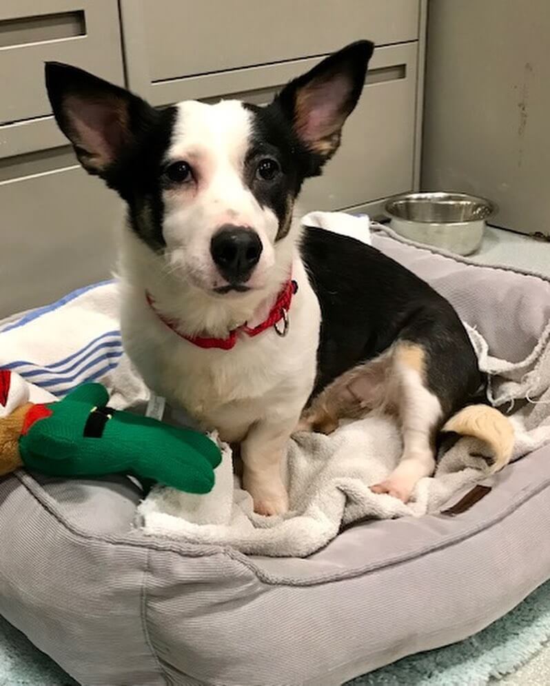 corgi-porta1