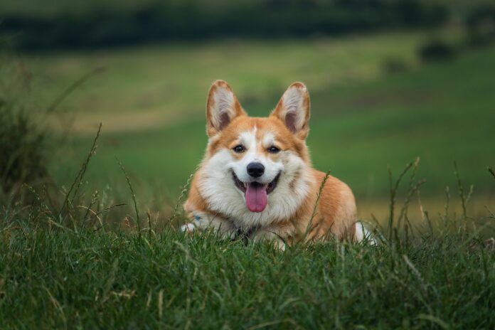 Corgi pup pixabay