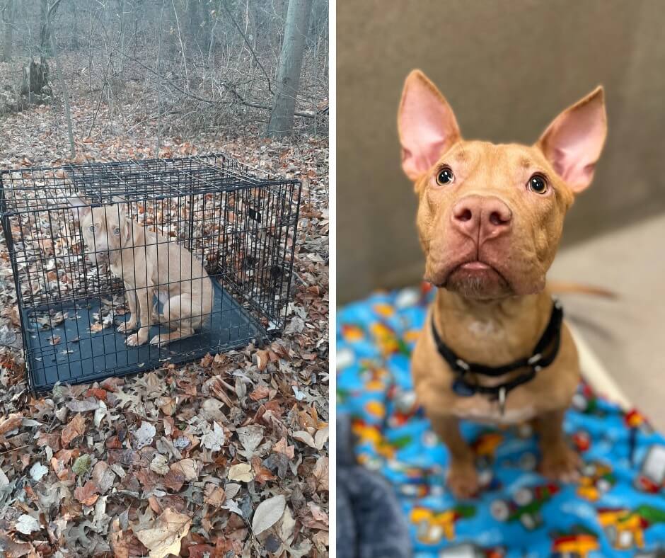 Puppy waiting for a loving home after he was abandoned in a crate on a Virginia trail