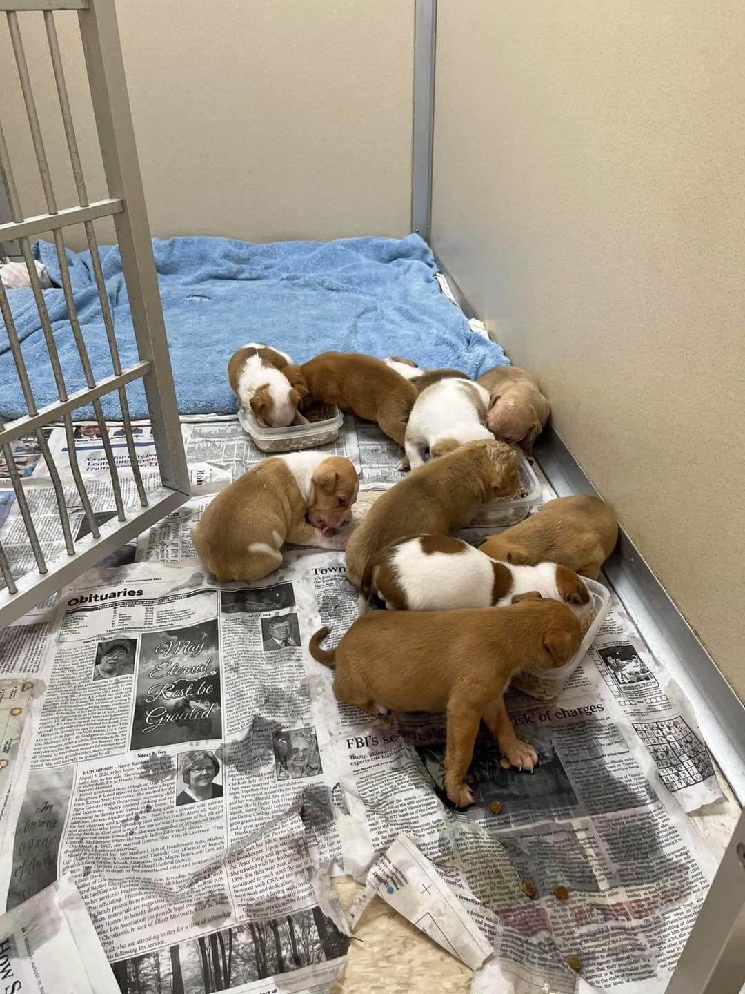 Authorities discover mother dog and her 10 newborn puppies left to survive at abandoned house