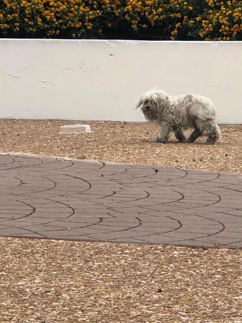 courthouse-dog-773x1030-1