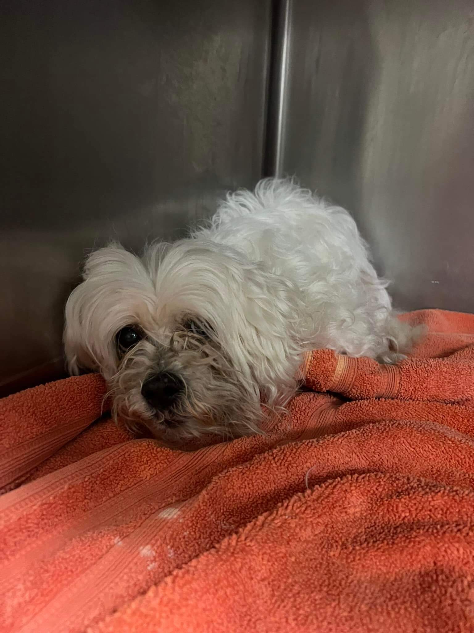 Update on abandoned dog at courthouse watching all the cars for a familiar face