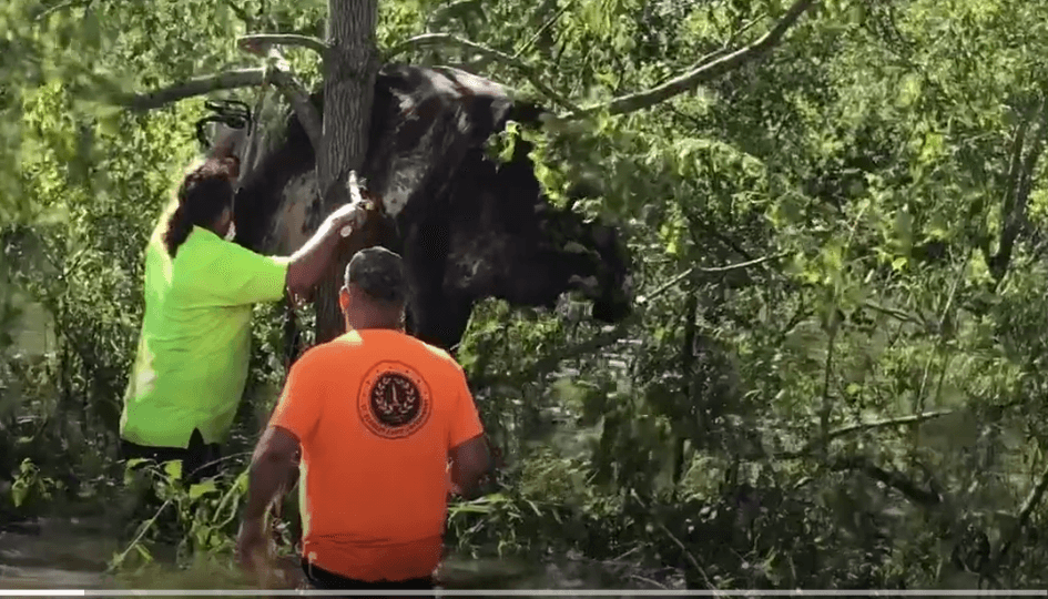 Cow stuck in tree