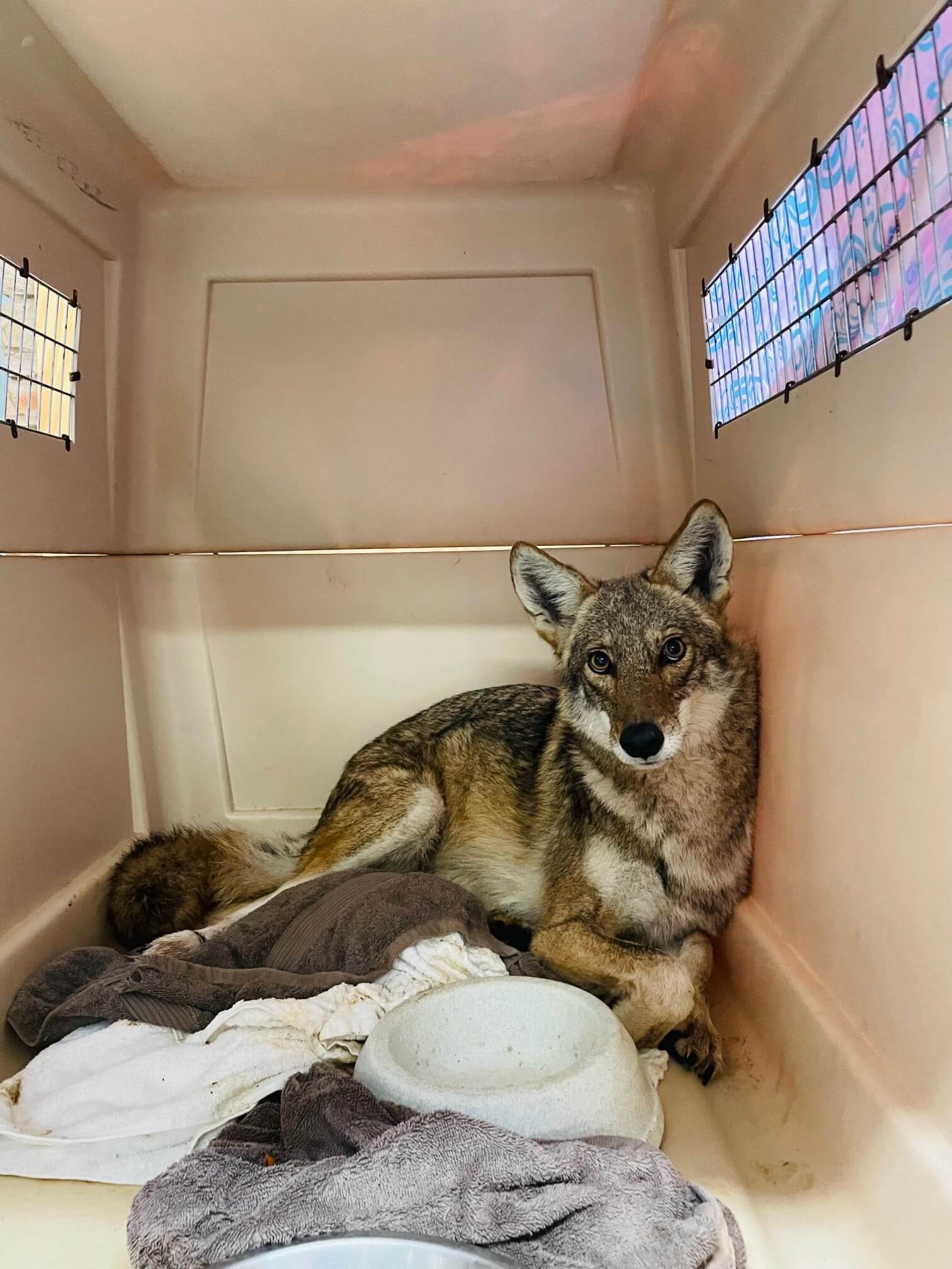 Coyote brought into wildlife rescue with paw stuck in illegal inhumane leg trap