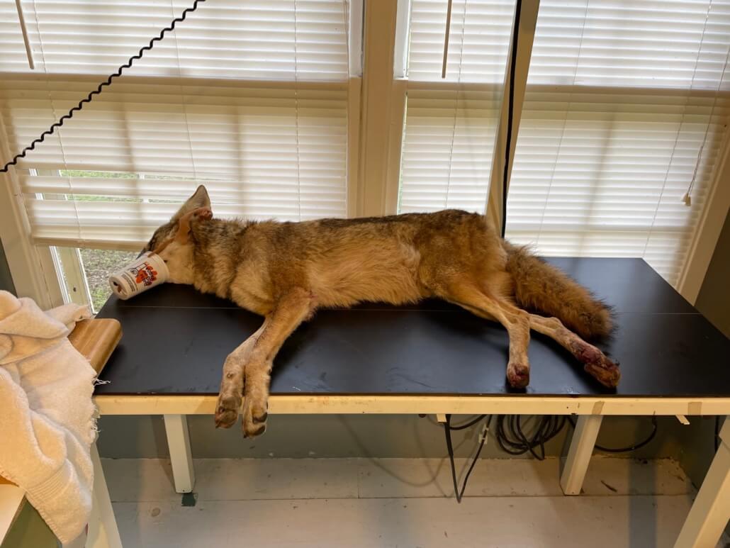 coyote-austin1-1030x773-1