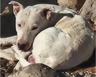 Elusive white dog that lived with coyotes rescued