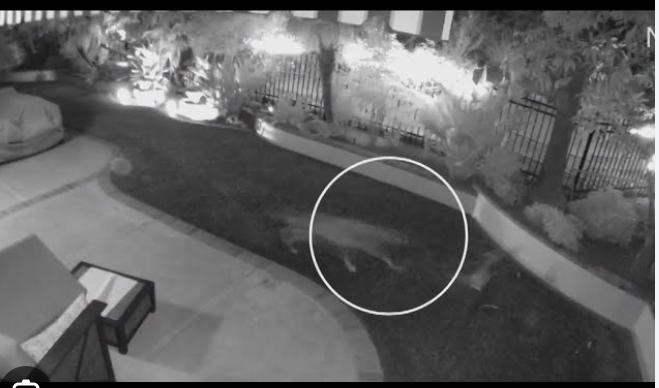 Ten-pound pup with only 3 teeth saves his brother by chasing off coyote in backyard