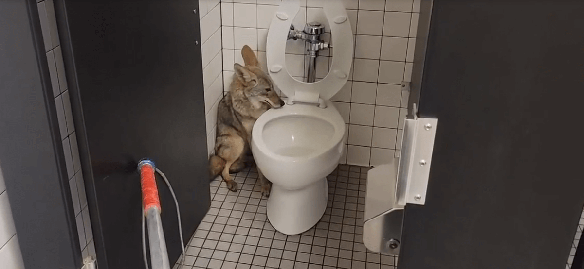 Coyote found hiding in corner of school bathroom