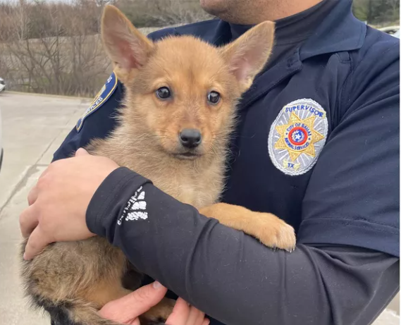 Coyote or puppy