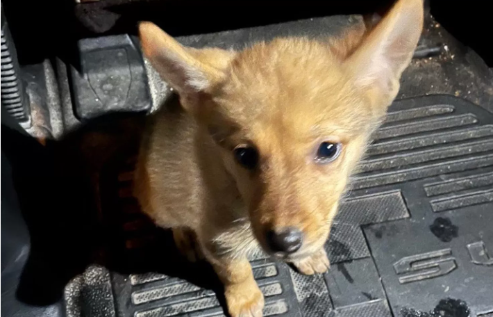 coyote-or-puppy1-1