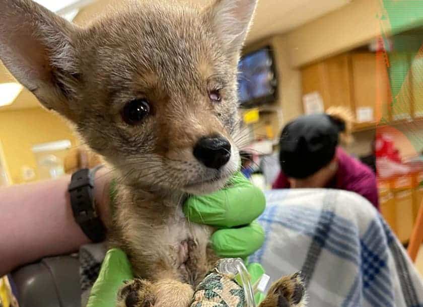 Battered coyote pup rescued by hikers making awesome recovery