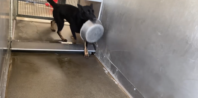 Playful German shepherd loves toys and wants be adopted from shelter before it’s too late