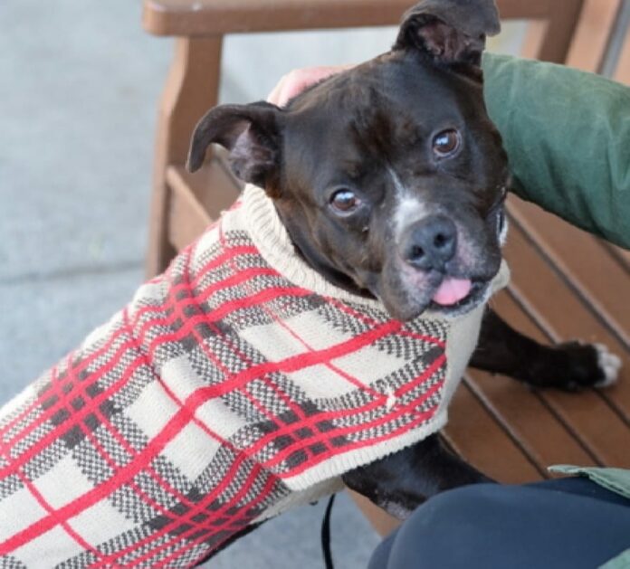 Super active pup ‘Cranberry’ given the ‘euth’ command