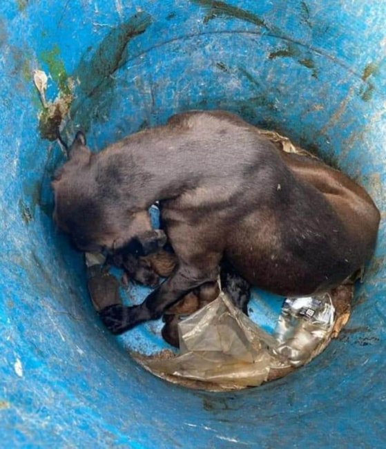 Mother dog and her 9 newborns dumped in trash in Florida community