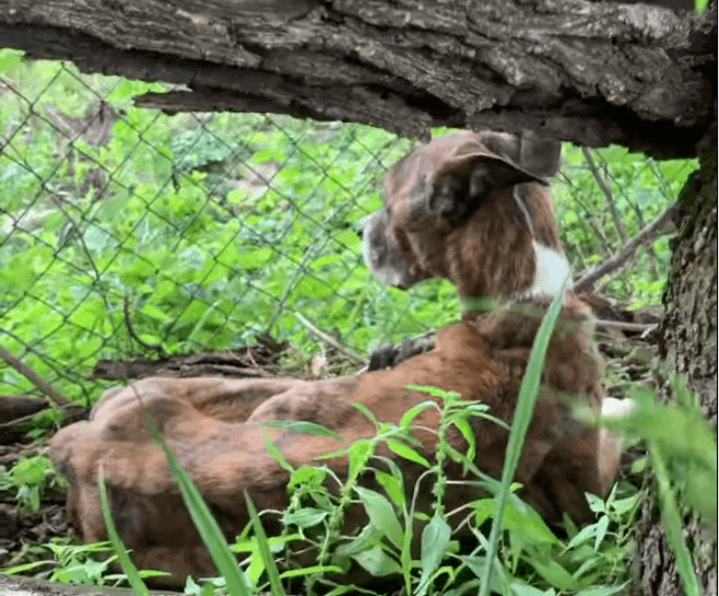 Emaciated dog found abandoned near service center still trusting and kind