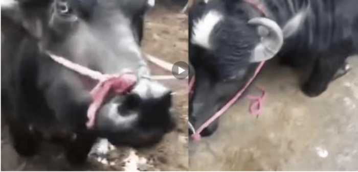Pregnant cow kneels and cries in front of slaughterhouse workers saved