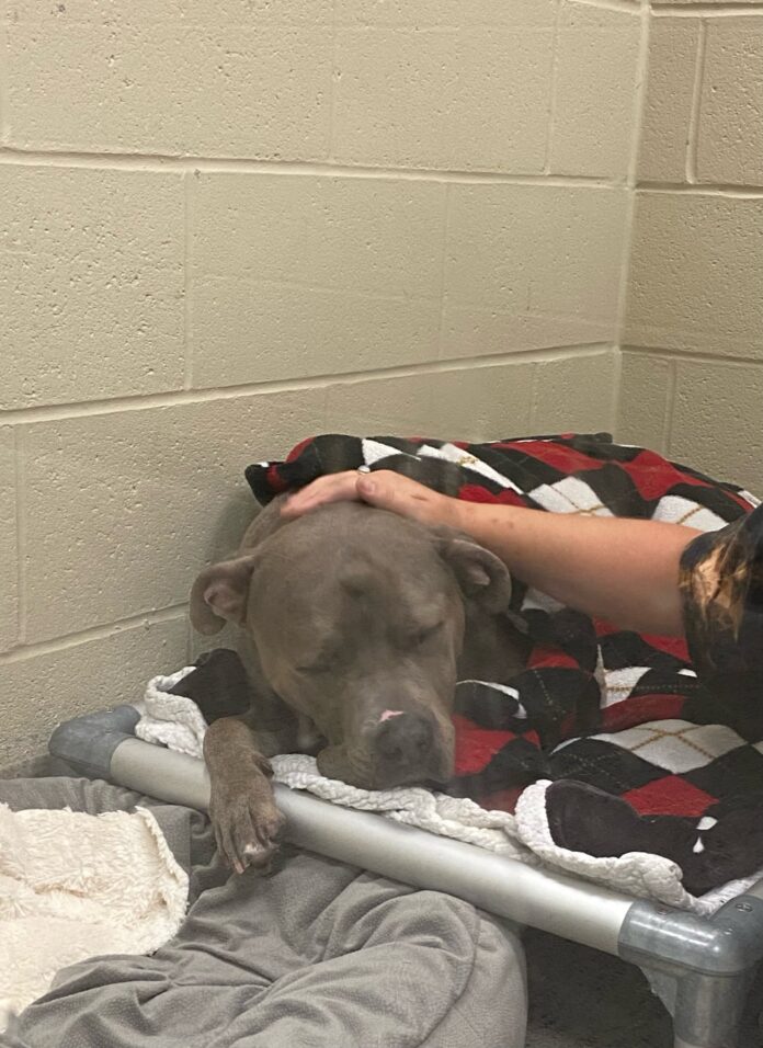 ‘Cubby’ losing his spirit that used to light up a room from stress at shelter