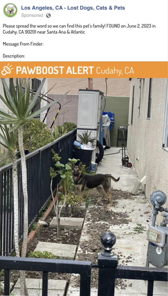 Abandoned shepherd pup ran for days thirsty, hungry, exhausted