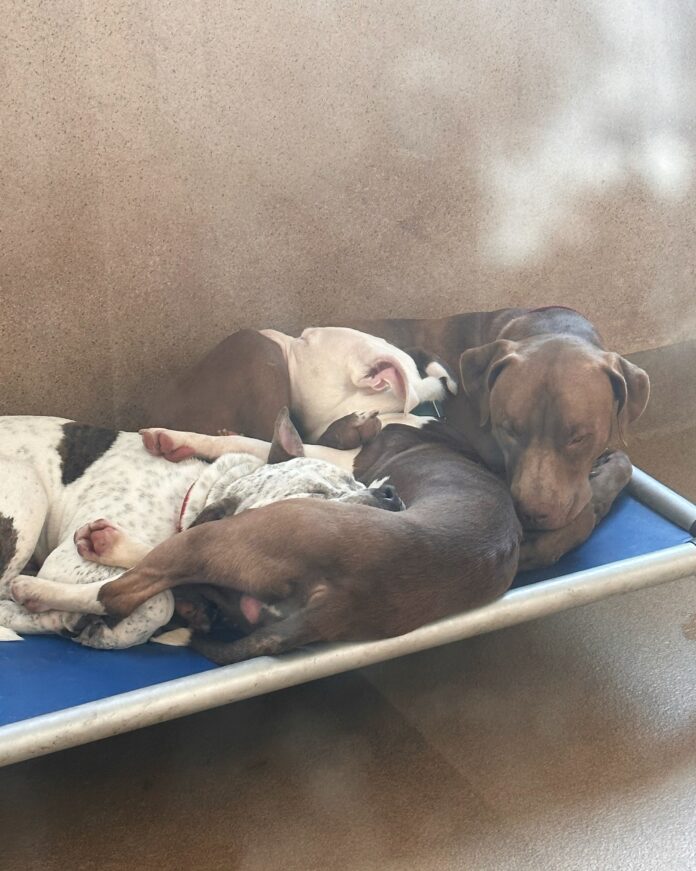 Shelter besties who still don’t have homes are the ultimate ‘cuddle puddles’