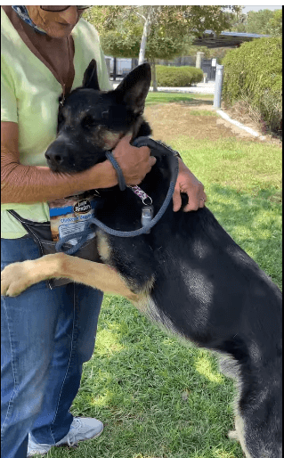 German shepherd at Riverside Shelter in danger of being ‘put to sleep’ loves volunteers